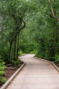 Richmond Nature Park Boardwalk