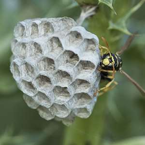 View of a wasp queen emerging and starting a new nest