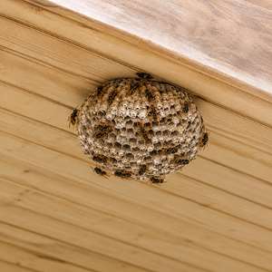 View of wasp nest growing larger