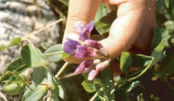 Beach Pea