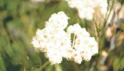 Pearly Everlasting