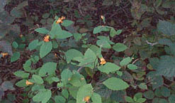 Jewelweed