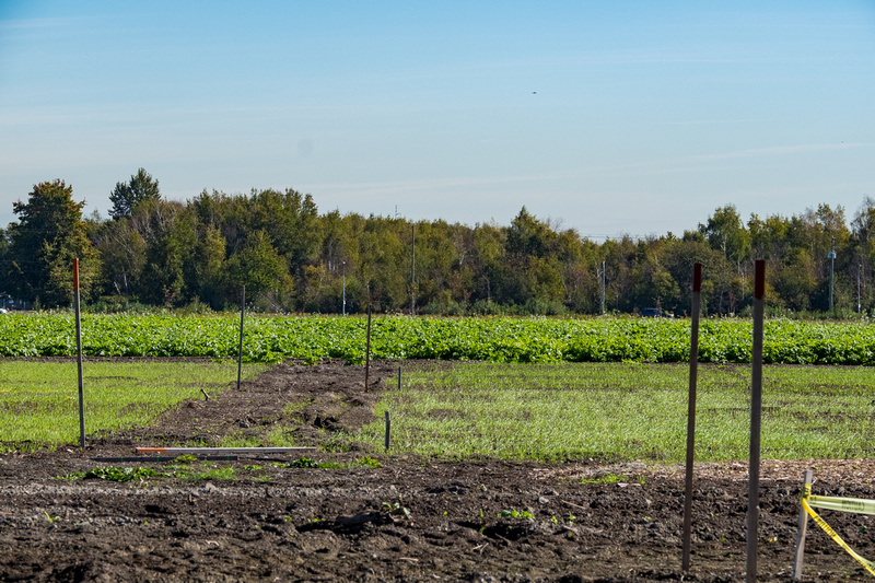 Agricultural fields