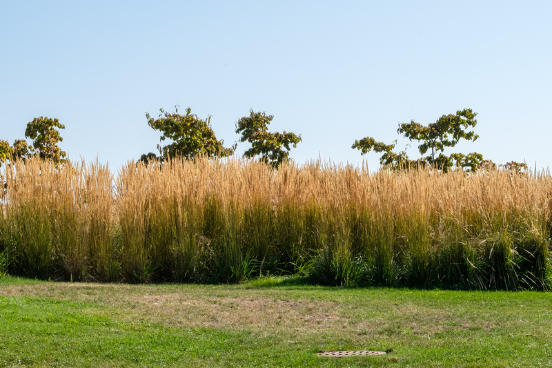 Tall grasses in the summer