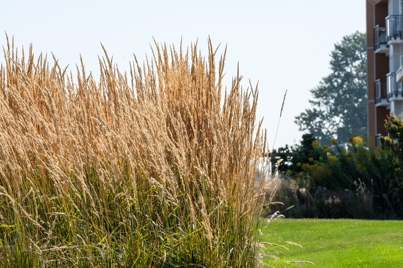 Tall grasses - late summer