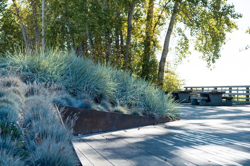 Grasses and pier