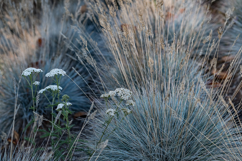grasses