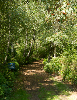 Trail