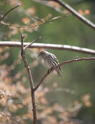 bird