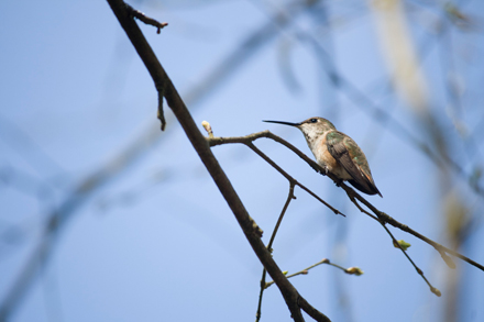 hummingbird