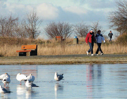 Garry Point Park - Winter scene with snow geese