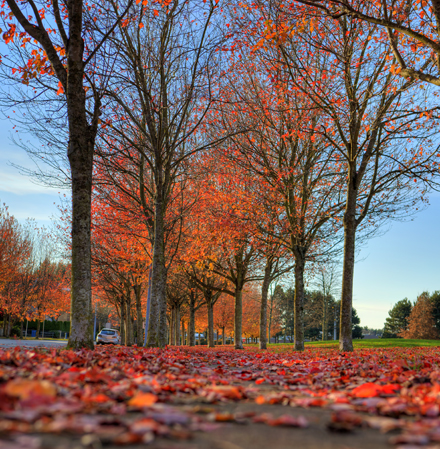 Fall colour