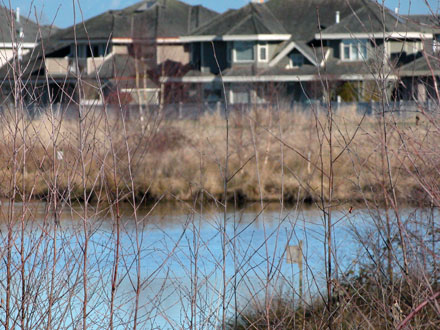 Terra Nova Natural Area - east facing view of pond and homes backing onto the park