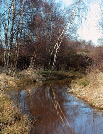 Terra Nova Natural Area - north facing view of slough along the western edge of the park