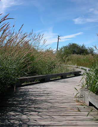 Terra Nova Natural Area - north facing view of the viewing platform at the north end of the park