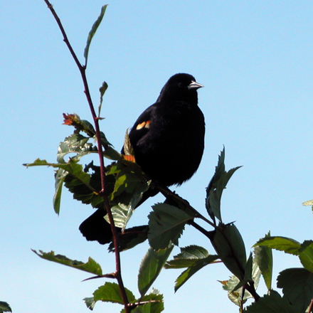 Red-winged Black Bird - Terra Nova Natural Area is an excellent birding location with numerous migratory and local birds inhabiting the area.