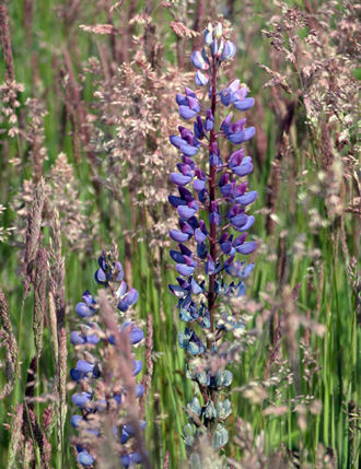 Terra Nova Natural Area - native plantings, such as Large-leafed Lupins, enhance the natural area landscape