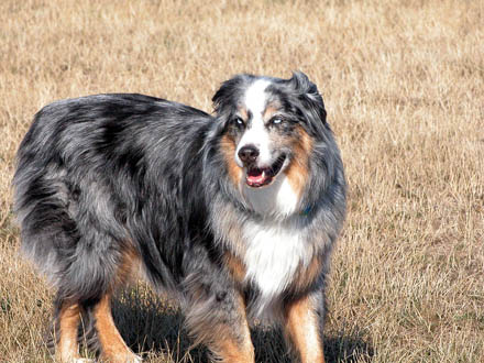 South Dyke Park - Dog's Off Leash area