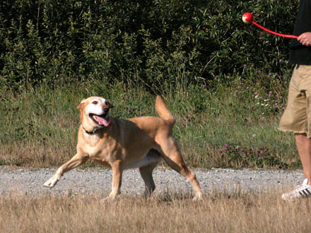 South Dyke Park - a place to exercise your dog off leash