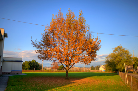 big tree
