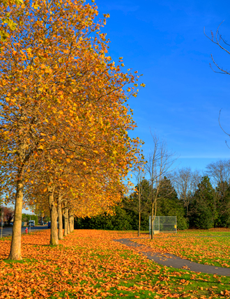 ball diamond and pathway