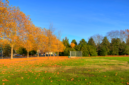 ball diamond and field