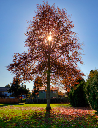 big tree