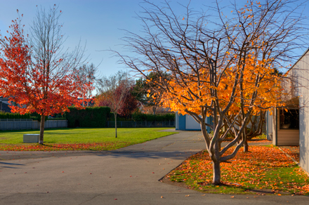 pathway and trees