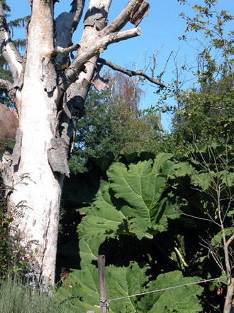 McLennan South Neighbourhood Park - close-up view of sculptural tree and large Gunnera planting