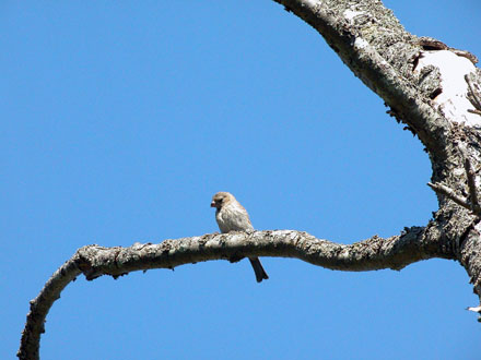 McLennan South Neighbourhood Park - View of songbird perched on a tree limb