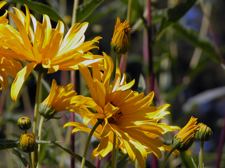 McLennan South Neighbourhood Park - perennial flowers in the garden, late summer blooms