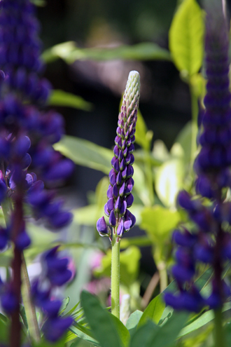 McLennan South Community Park - Late Spring Lupin