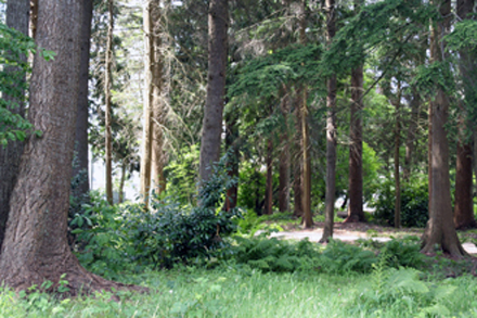 McLennan South Community Park - Woodlot and trail
