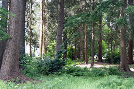 McLennan South Community Park - Woodlot and trail