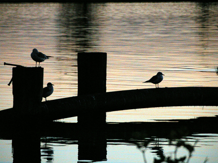 Imperial Landing Park - south facing view of river and birds at dusk