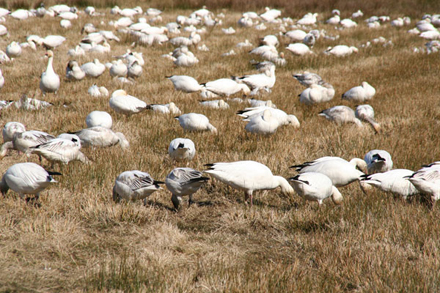 Snow geese in springtime