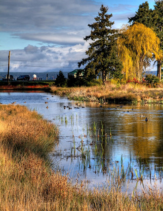 Terra Nova Rural Park - Slough and view to the north