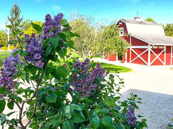 London Farms - view of the barn