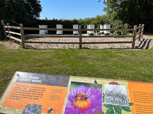 London Farm - bee apiary